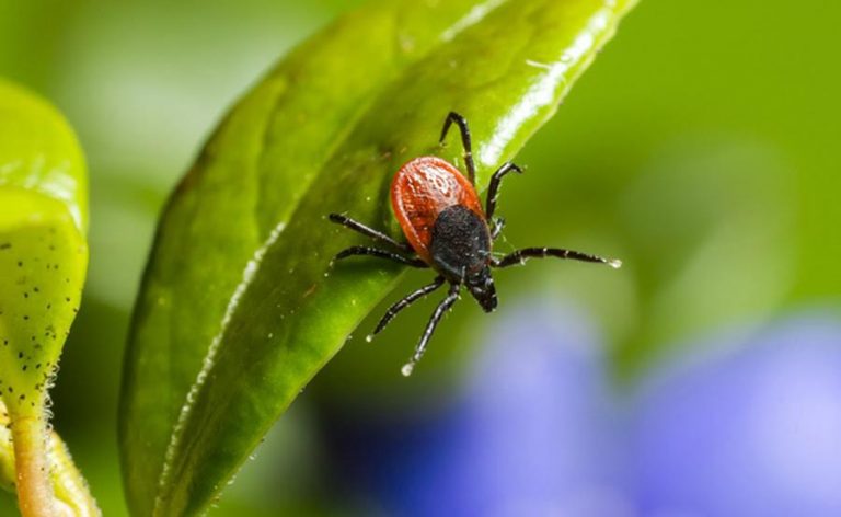 Lyme Disease Support Group announces meetings