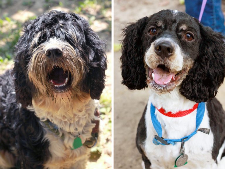 Area pooch among Top 10 Shelter Dog Makeovers in America