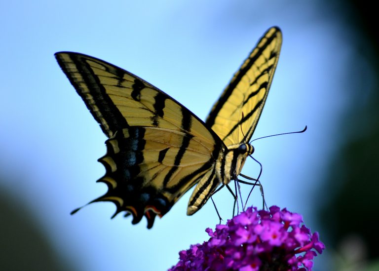 Bon Voyage Party at Churchville Nature Center