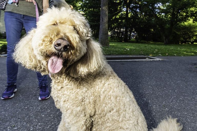 Woof, Wag + Walk to benefit the Women’s Animal Center