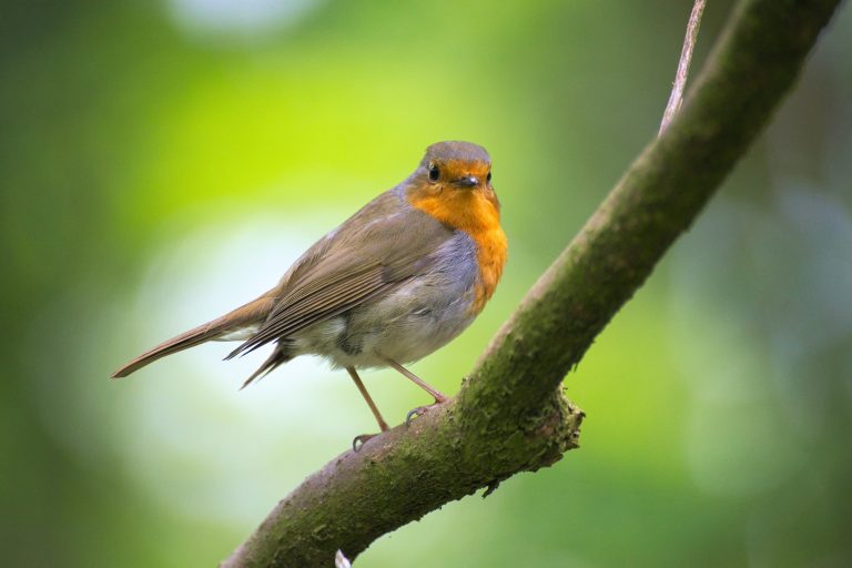 Bucks County Audubon Society to host Photography Awards Travel Exhibition