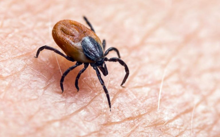 Bucks County Lyme Disease Support Group announces meetings