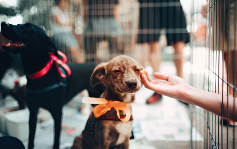 Bucks animal shelters dedicated to providing life-sustaining services during COVID-19 state of emergency