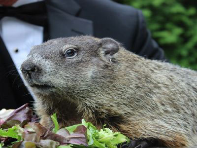 Punxsutawney Phil predicts six more weeks of winter