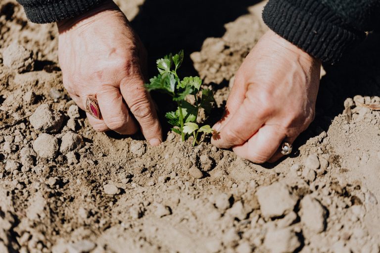 Bucks County Master Gardeners host free, live webinar