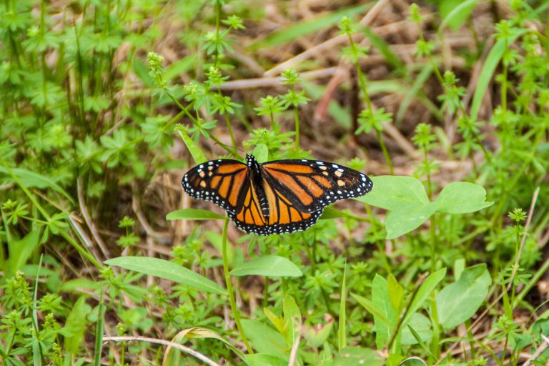 Bucks Audubon Society announces events