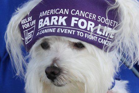 Dog-themed charity event