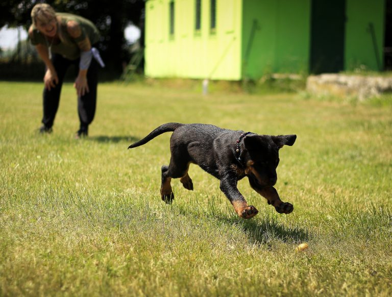 Registration for fall dog training lessons in Middletown Township now open