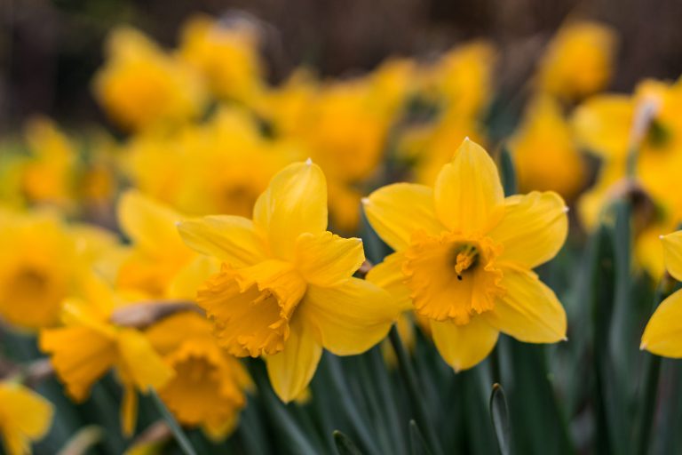 Bucks Beautiful to plant 40,000 daffodil bulbs