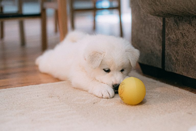 Dog training lessons in Middletown Township