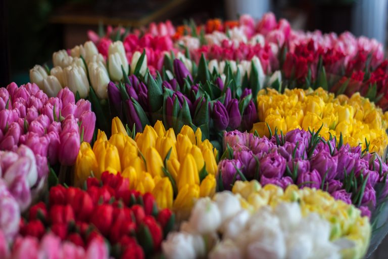 Trevose Horticultural Society meeting