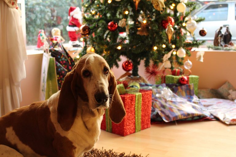 Family Service invites pets to get a picture with Santa