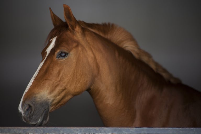 Appreciation Day for horse caregivers held at Parx Racing