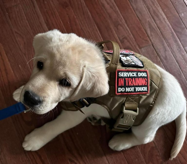 2nd annual Strolling for Service Dogs set for April 22