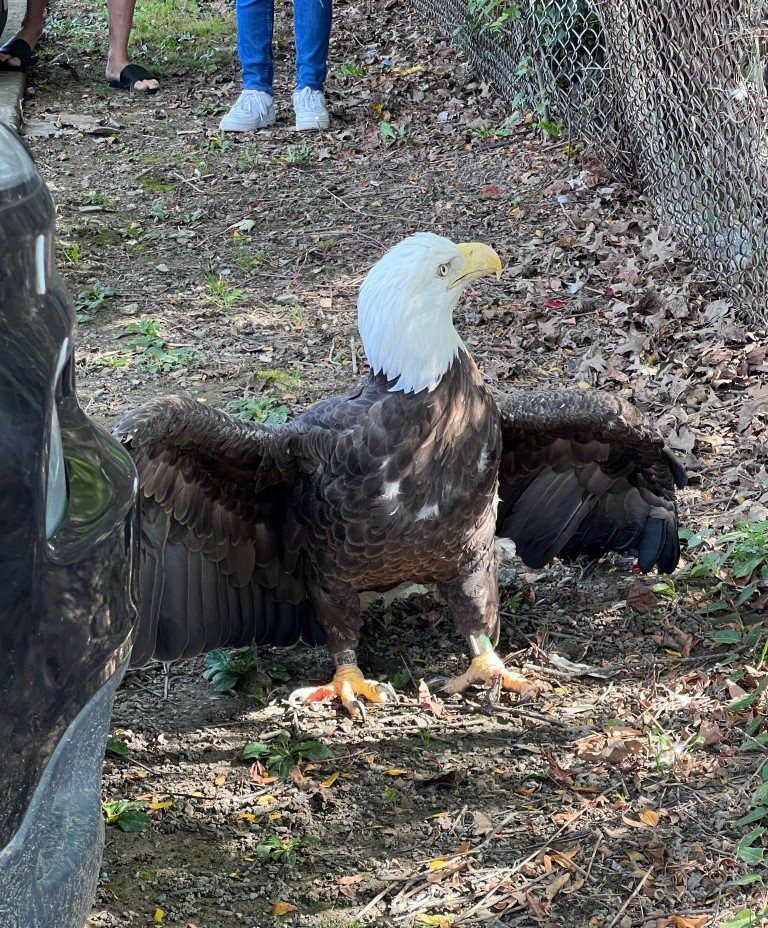 Injured bird call turns into wildlife rescue