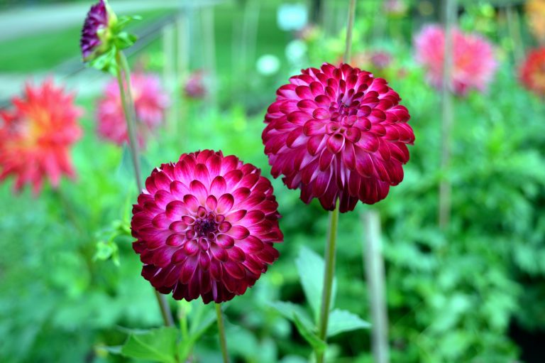 Trevose Horticultural Society meeting