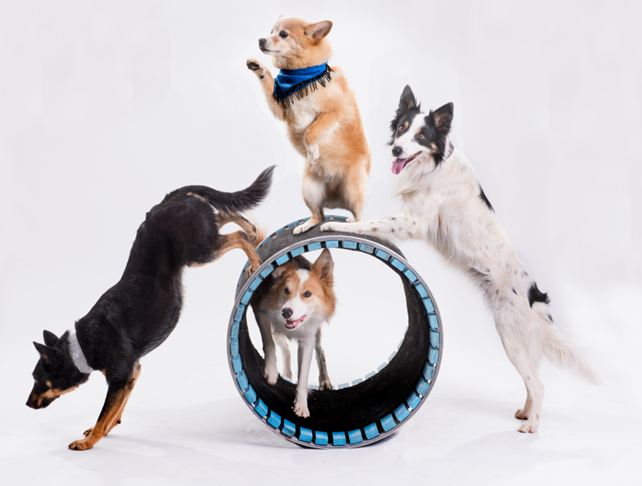 Canine cabaret variety show returns to Playhouse