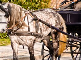 horse drawn wagon rides