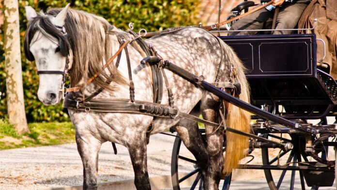 horse drawn wagon rides