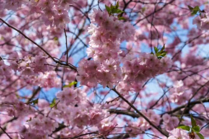philly-cherry-blossoms-2026-where-to-see